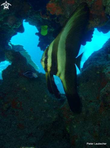 A Platax teira | Juvinile longfin batfish