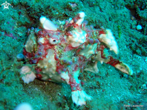 A Antennarius pictus | Painted Anglerfish