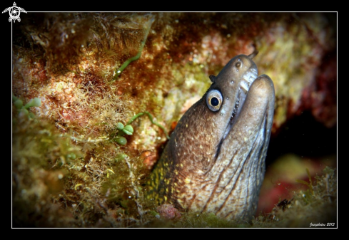 A moray