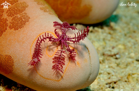 A feather star