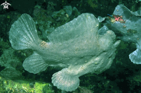 A frogfish