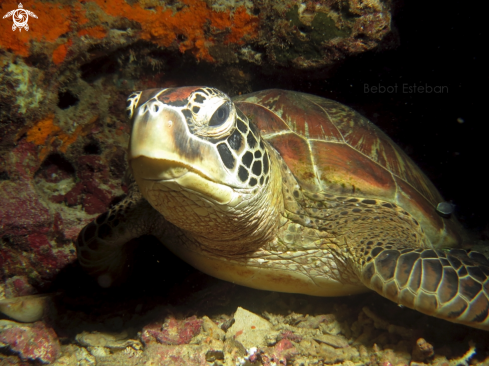 A Green Turtle