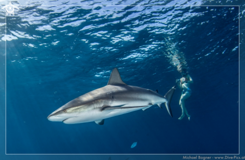 A underwater creature