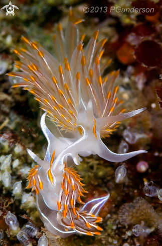 A Opalescent Nudibranch
