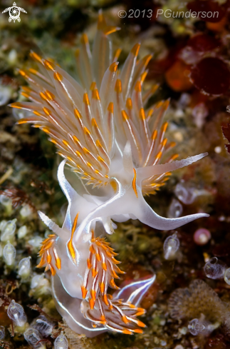 A Hermissenda crassicornis | Opalescent Nudibranch