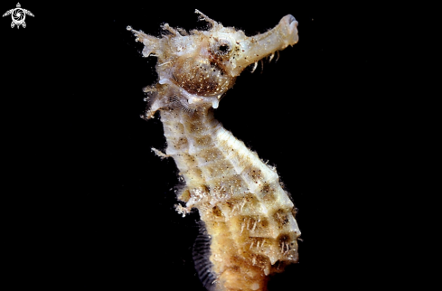 A sea horse