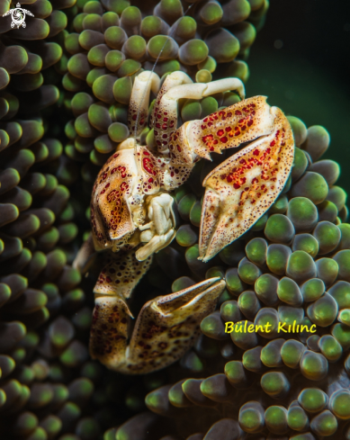 A Porcelain Anemon Crab