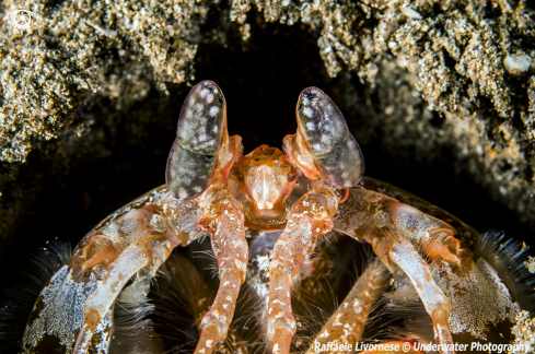 A Mantis shrimp