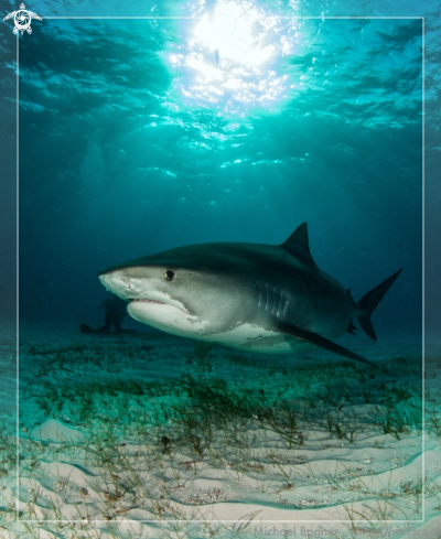 A Tiger Shark