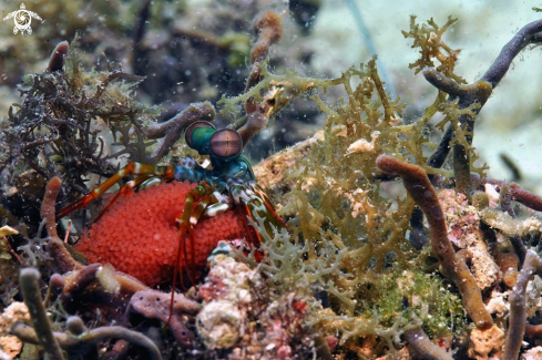 A Mantis shrimp