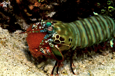 A Mantis shrimp