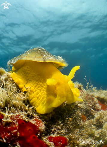 A NUDIBRANQUEO