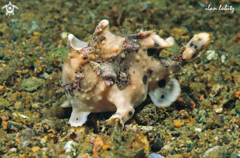 A frogfish