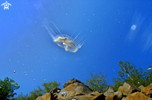 A freshwater jellyfish