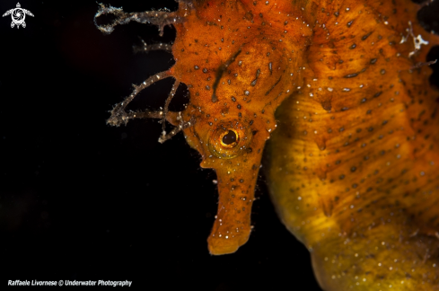 A hippocampus guttulatus | Hippocampus