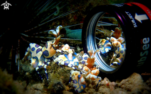 A Harlequin Shrimp