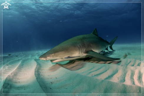 A Lemon Shark