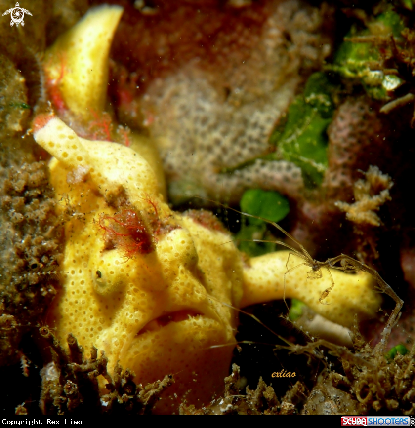 A Frog Fish and Skeleton Shrimp