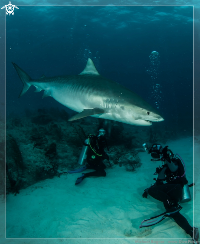 A Galeocerdo cuvier | Tiger Shark