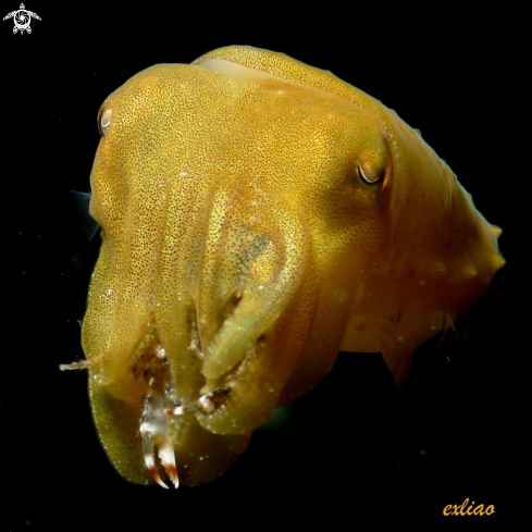 A cuttlefish