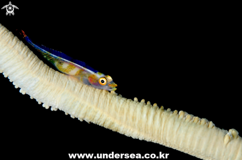 A goby