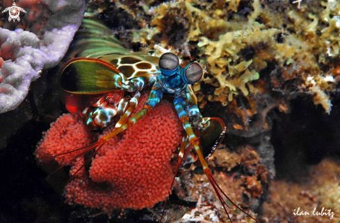 A Mantis shrimp