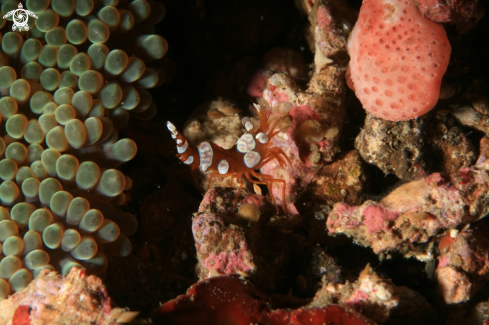 A Sexy Anemone Shrimp