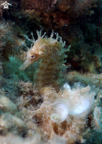 A Seahorse | 