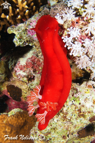 A Hexabranchus sanguineus | Spanish dancer