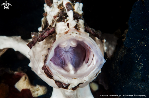 A Frog fish