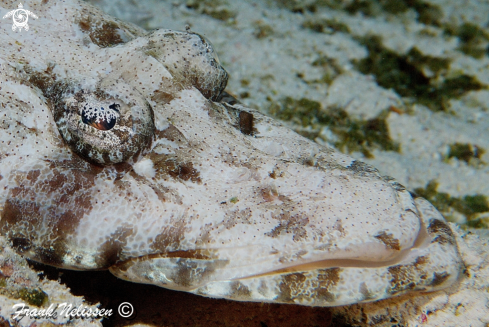 A Papilloculiceps longiceps | Indian Ocean crocodilefish