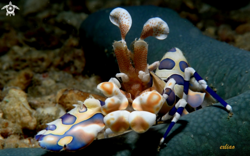 A Harlequin Shrimp