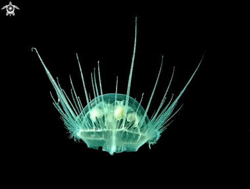 A freshwater jellyfish