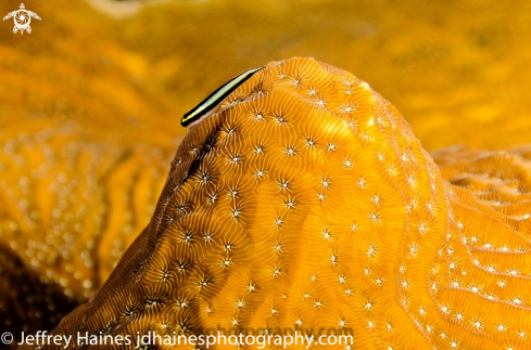 A Elacatinus genie | Cleaning Goby