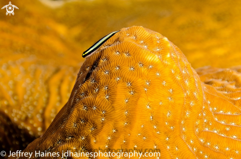 A Cleaning Goby