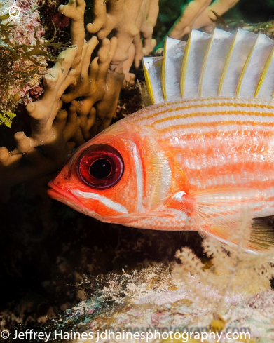 A Longspine Squirrelfish