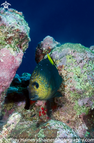 A Microspathodon chrysurus | Yellowtail Damselfish