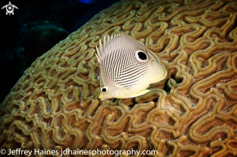 A Chaetodon capistratus | Foureye Butterflyfish