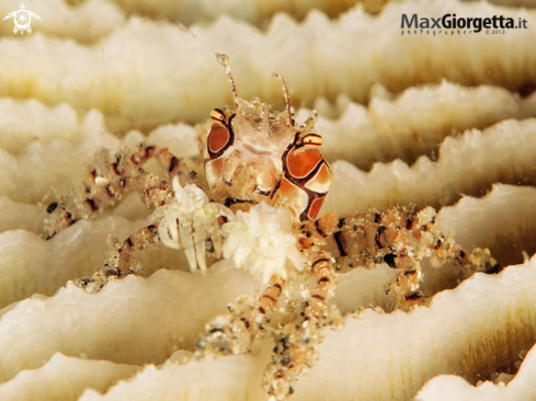A Mosaic boxe crab | Lybia tesselata 