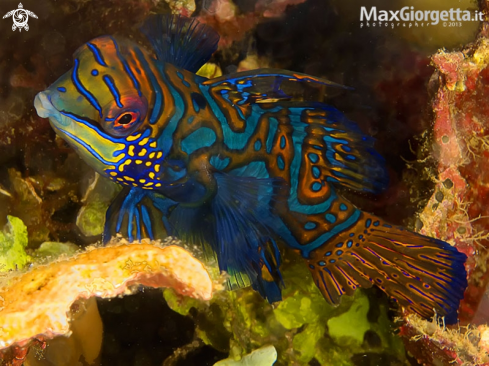 A mandarin fish