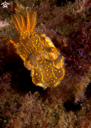 A hypselodoris valenciennesi | hypselodoris