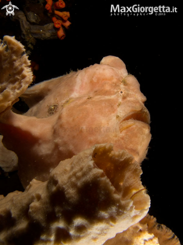 A giant frog fish