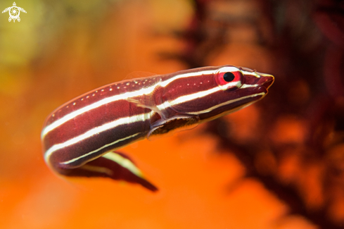 A Clingfish