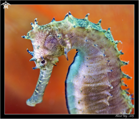 A Seahorse