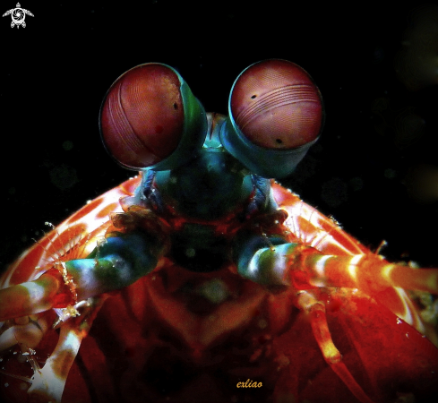 A Mantis Shrimp