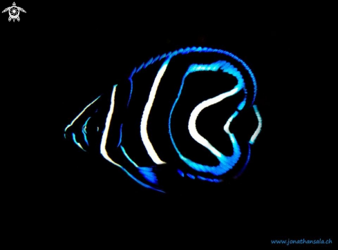 A Juvenile Emperor Angelfish