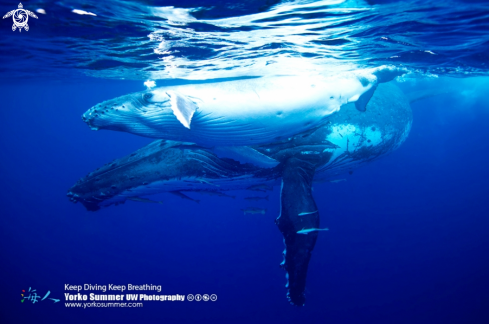 A Humpback Whales