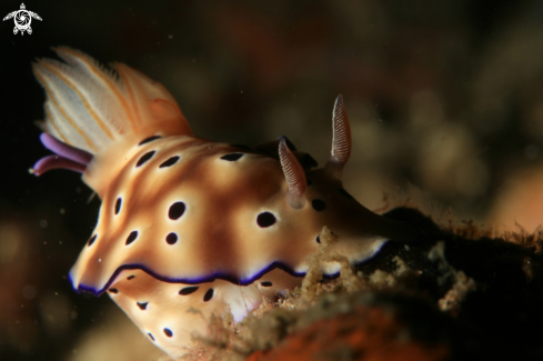 A Nudibranch