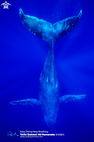 A Humpback Whale