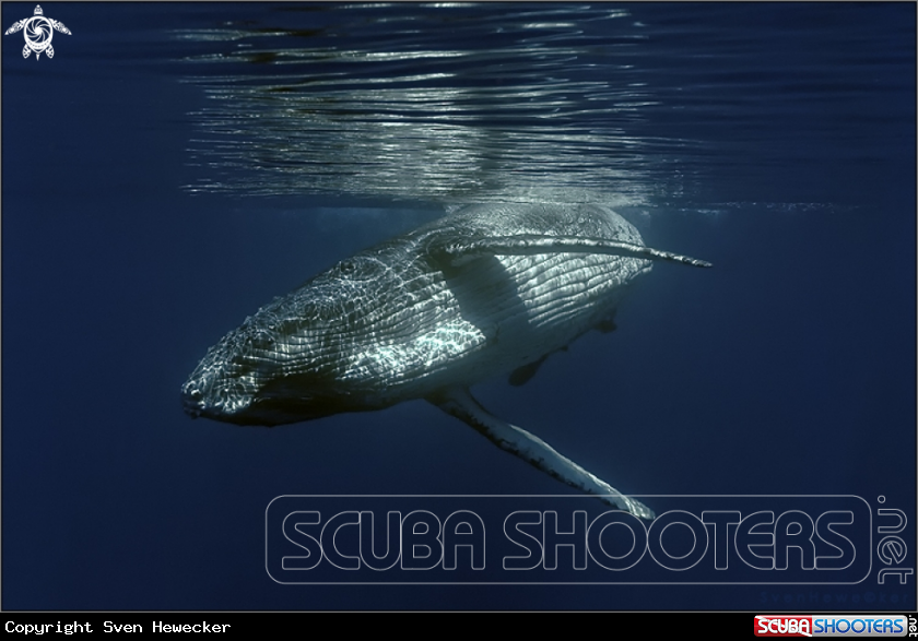 A humpback whale juvenile